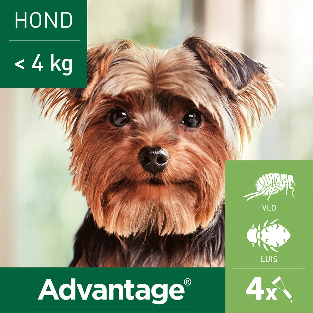 Advantage Hond 11 Advantage Hond - Afbeelding 11
