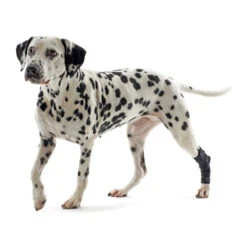 Kruuse Rehab Hakbeschermer -Dierenvriend Kortingshuis bc4009c56187341985080a9eb35b22dd84a9c46b25740d1744ff7aff7d31af79 3