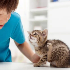 Beaphar Fiprotec Spray -Dierenvriend Kortingshuis beaphar fiprotec spray 213596 2000 none