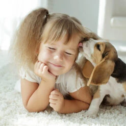 Beaphar Fiprotec Spray -Dierenvriend Kortingshuis beaphar fiprotec spray 213632 2000 none