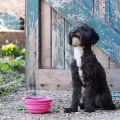 Beco Travel Bowl -Dierenvriend Kortingshuis beco travel bowl 136393 2000 none