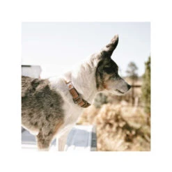 Carhartt Journeyman Collar 10 Carhartt Journeyman Collar -Dierenvriend Kortingshuis carhartt journeyman collar 187309 1000 none