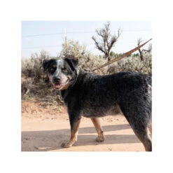 Carhartt Journeyman Leash -Dierenvriend Kortingshuis carhartt journeyman leash 187047 1000 none