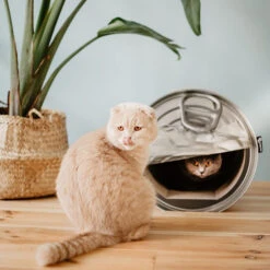 District 70 Can 7 District 70 Can -Dierenvriend Kortingshuis district 70 can 133825 0500 none