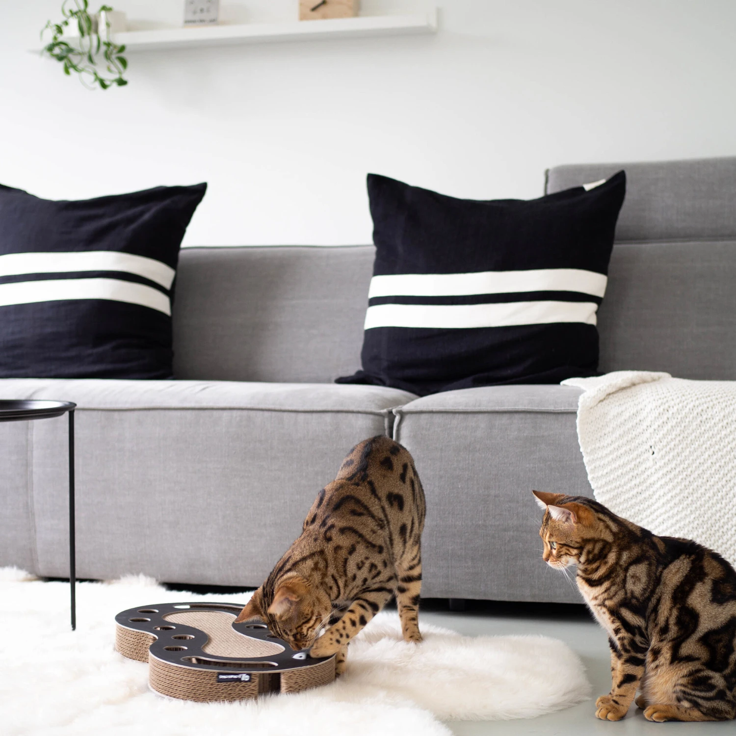 District 70 Snake 2 District 70 Snake - Afbeelding 2