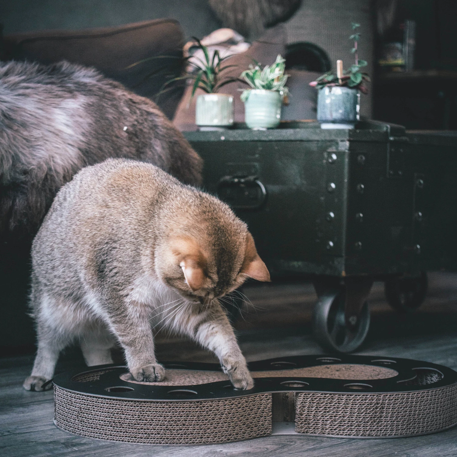 District 70 Snake 4 District 70 Snake - Afbeelding 4