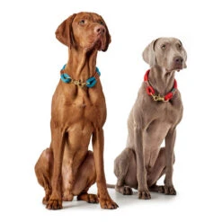 Hunter Halsband Oss -Dierenvriend Kortingshuis hunter halsband oss 146099 0500 none