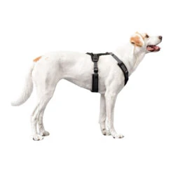 Hunter Harness Maldon -Dierenvriend Kortingshuis hunter harness maldon 223765 1500 none