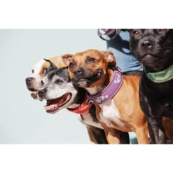 Hurtta Weekend Warrior Collar -Dierenvriend Kortingshuis hurtta weekend warrior collar 189084 0500 none