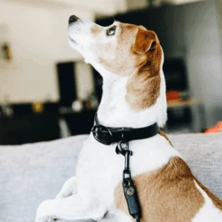 Kentucky Dogwear Soft Rubber Hondenhalsband -Dierenvriend Kortingshuis kentucky dogwear soft rubber hondenhalsband 219264 0500 none