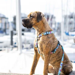 Max & Molly H-Hondenharnas - Blue Ocean -Dierenvriend Kortingshuis max molly h hondenharnas blue ocean 221604 2000 none