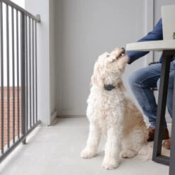 PetSafe Anti-Blafhalsband -Dierenvriend Kortingshuis petsafe anti blafhalsband 208109 0500 none