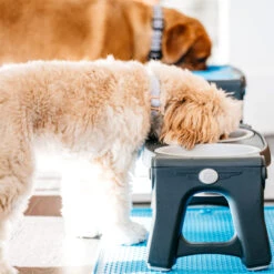 Popware Adjustable Height Pet Feeder 21 Popware Adjustable Height Pet Feeder -Dierenvriend Kortingshuis popware adjustable height pet feeder 164587 2000 none