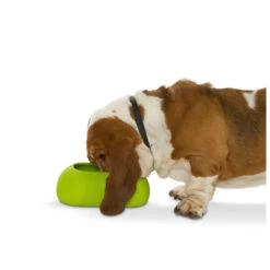 Buster Incredibowl 10 Buster Incredibowl -Dierenvriend Kortingshuis product buster incredibowl none 4 1479720007 80827