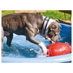 Jolly Egg -Dierenvriend Kortingshuis product jolly egg none 4 1496839894 86968