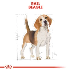 Royal Canin Beagle Adult - Hondenvoer 11 Royal Canin Beagle Adult - Hondenvoer -Dierenvriend Kortingshuis royal canin beagle adult hondenvoer 137299 1000 none