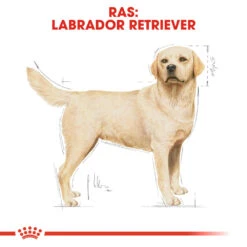 Royal Canin Labrador Retriever Adult - Hondenvoer -Dierenvriend Kortingshuis royal canin labrador retriever adult hondenvoer 139357 1000 none