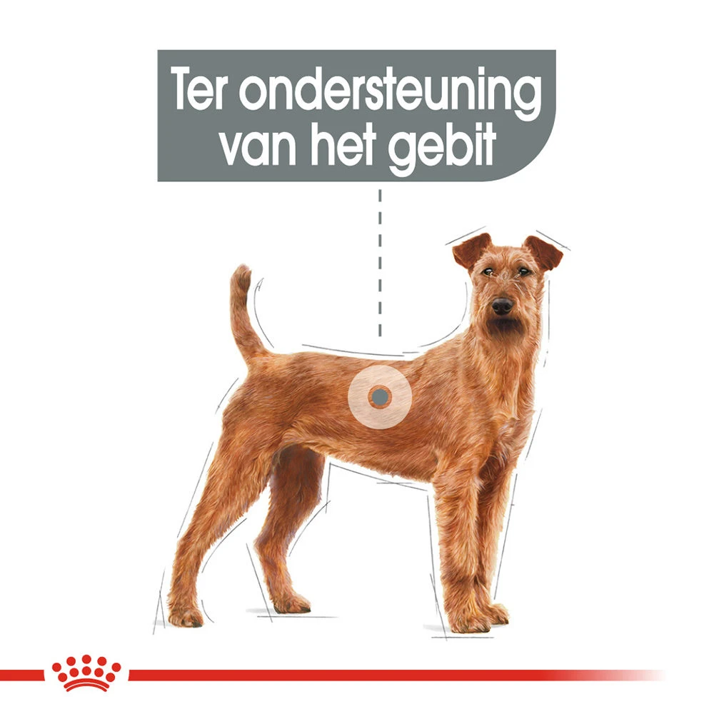 Royal Canin Medium Dental Care - Hondenvoer 5 Royal Canin Medium Dental Care - Hondenvoer - Afbeelding 5