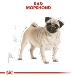 Royal Canin Pug Adult - Hondenvoer -Dierenvriend Kortingshuis royal canin pug adult hondenvoer 139804 1000 none