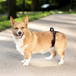 PetSafe Carelift - Draagsysteem Voor De Hond -Dierenvriend Kortingshuis solvit carelift draagsysteem voor de hond 163711 0500 none