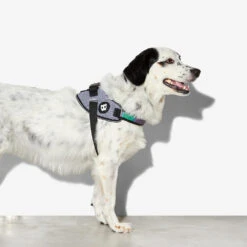 Zee.Dog FlyHarness Hondentuigje -Dierenvriend Kortingshuis zeedog flyharness hondentuigje 221592 1000 none
