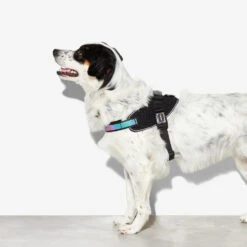 Zee.Dog FlyHarness Hondentuigje -Dierenvriend Kortingshuis zeedog flyharness hondentuigje 221595 1000 none