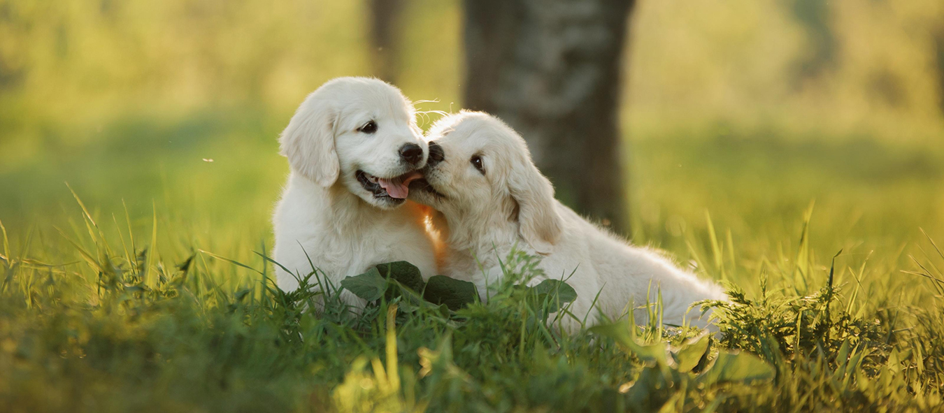 Dierenvriend Kortingshuis -Dierenvriend Kortingshuis zwei golden retrieverwelpen im gras qf